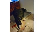 Adopt Revan a Black - with White Retriever (Unknown Type) / Mixed dog in The