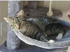 Adopt Bella a Domestic Shorthair / Mixed cat in Salt Lake City, UT (33729936)