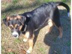 Adopt Rosie a Tricolor (Tan/Brown & Black & White) Husky / Beagle / Mixed dog in