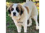 Adopt Missy and Beethoven a White - with Red, Golden, Orange or Chestnut St.