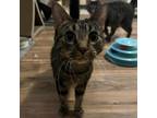Adopt Nike a Brown or Chocolate Domestic Shorthair / Mixed cat in Tulsa