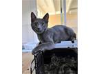 Adopt Kitten Lincoln a Gray or Blue Domestic Shorthair / Mixed (short coat) cat