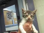 Adopt GEORGE a Gray, Blue or Silver Tabby Domestic Shorthair / Mixed (short
