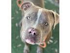 Adopt DREW a Brown/Chocolate - with White Mixed Breed (Medium) / Mixed dog in