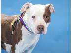 Adopt JUNE BUG a Brown/Chocolate - with White American Pit Bull Terrier / Mixed
