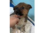 Adopt Vanellope a Brown/Chocolate Australian Shepherd / Mixed dog in Flagstaff