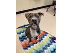 Adopt Munson a Brown/Chocolate American Pit Bull Terrier / Mixed dog in