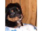 Adopt Logansrun a Black Golden Retriever / Mixed dog in Appleton, WI (33731076)