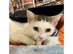 Adopt Purrscilla a White (Mostly) Domestic Shorthair / Mixed (short coat) cat in