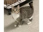 Adopt Jenga a Brown Tabby Domestic Shorthair (short coat) cat in Sanford