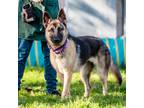 Adopt Zora a Black - with Tan, Yellow or Fawn German Shepherd Dog / Mixed dog in