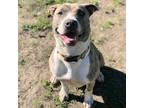 Adopt Skyler a Brindle - with White American Pit Bull Terrier / Mixed dog in