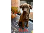 Adopt Niko - Sugar Pup a Brown/Chocolate Terrier (Unknown Type