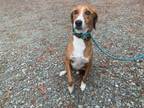 Adopt Cosmo a Tricolor (Tan/Brown & Black & White) Hound (Unknown Type) / Mixed