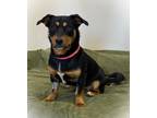 Adopt Boomer a Mixed Breed (Medium) dog in Georgetown, OH (33730767)