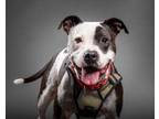 Adopt Cookie a Black American Pit Bull Terrier / Mixed dog in Santa Paula