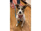 Adopt Jasmine a White - with Red, Golden, Orange or Chestnut Jack Russell