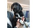 Adopt Buttons a Black - with White Labrador Retriever / Mixed Breed (Medium) /