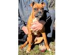 Adopt Max a Tricolor (Tan/Brown & Black & White) Boxer / Mixed dog in Dumont