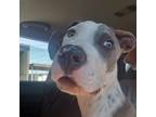 Adopt HOPKINS a White - with Gray or Silver American Pit Bull Terrier / American