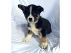 Adopt Toby a Tricolor (Tan/Brown & Black & White) Husky / Australian Shepherd /