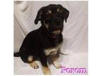 Adopt Porom a Black - with Brown, Red, Golden, Orange or Chestnut Mixed Breed