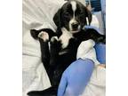 Adopt PotSticker a Black - with White Retriever (Unknown Type) / Mixed dog in