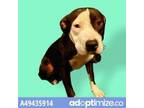 Adopt 49435914 a American Pit Bull Terrier / Mixed dog in El Paso, TX (33730898)