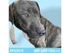 Adopt 49343018 a American Pit Bull Terrier / Mixed dog in El Paso, TX (33730870)