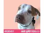 Adopt 49285451 a American Pit Bull Terrier / Mixed dog in El Paso, TX (33730861)