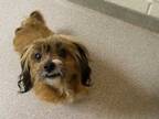Adopt Ginger a Tan/Yellow/Fawn Shih Tzu / Mixed dog in Virginia Beach