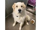 Adopt Dallas A White Great Pyrenees / Mixed Dog In Durango, CO (33730670)