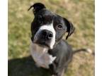 Adopt NINA a Black - with White Boxer / Mixed dog in Tulsa, OK (33730635)