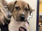 Adopt Delilah a Brown/Chocolate Australian Shepherd / Mixed dog in Boulder