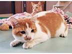 Adopt Cat 21725 (Rick) a Orange or Red (Mostly) Domestic Shorthair (short coat)
