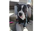 Adopt Sabana a Black - with White Pit Bull Terrier / Mixed Breed (Medium) /