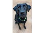Adopt Laguna a Black Labrador Retriever / Mixed dog in Pekin, IL (33730577)