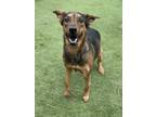 Adopt Luna a Brown/Chocolate German Shepherd Dog / Mixed dog in Flagstaff