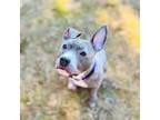 Adopt Grace a Gray/Blue/Silver/Salt & Pepper American Pit Bull Terrier / Mixed