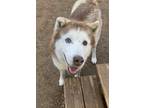 Adopt A850178 a Brown/Chocolate - with White Husky / Mixed dog in Austin