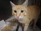 Adopt REX a Orange or Red Tabby Domestic Shorthair / Mixed (short coat) cat in
