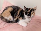 Adopt Ivy a Calico or Dilute Calico Calico (short coat) cat in Beaufort