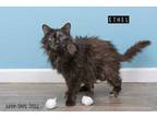 Adopt Ethel a All Black Domestic Longhair / Domestic Shorthair / Mixed cat in