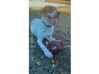 Adopt Nixon a White - with Tan, Yellow or Fawn American Pit Bull Terrier / Great