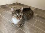 Adopt Annabel a Domestic Shorthair / Mixed cat in Battle Ground, WA (33729922)