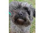 Adopt Pepper a Black Shih Tzu / Mixed dog in Blackwood, NJ (33730502)