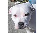 Adopt Sugar a White - with Black American Staffordshire Terrier / Mixed dog in
