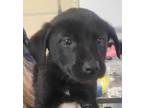 Adopt FRED a Black Labrador Retriever / German Shepherd Dog / Mixed dog in West