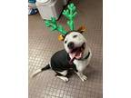 Adopt Princess Buttercup a White - with Black American Pit Bull Terrier / Mixed