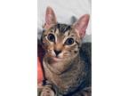 Adopt Fiona aka Fifi a Spotted Tabby/Leopard Spotted American Shorthair (short